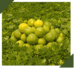 arash� fruit