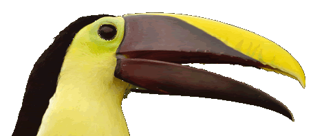 tucan