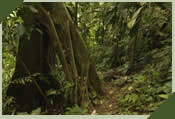 primary forest