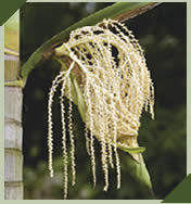 medicinal plants