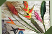 exotic flowers