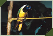 birding