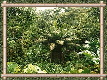 Selva